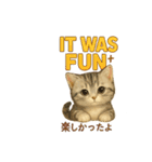 猫の種類いろいろ日常会話  35（個別スタンプ：24）