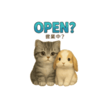 猫の種類いろいろ日常会話  35（個別スタンプ：36）