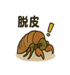 いろんなセミの日常スタンプ（個別スタンプ：14）