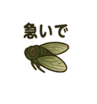 いろんなセミの日常スタンプ（個別スタンプ：37）