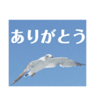 真鶴港発カモメのスタンプPART2（個別スタンプ：1）