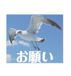 真鶴港発カモメのスタンプPART2（個別スタンプ：2）