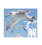 真鶴港発カモメのスタンプPART2（個別スタンプ：3）