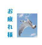 真鶴港発カモメのスタンプPART2（個別スタンプ：4）
