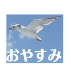 真鶴港発カモメのスタンプPART2（個別スタンプ：5）
