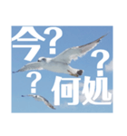 真鶴港発カモメのスタンプPART2（個別スタンプ：7）