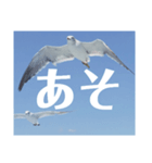 真鶴港発カモメのスタンプPART2（個別スタンプ：8）