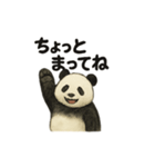 ちょいリアルなパンダの日常（個別スタンプ：20）