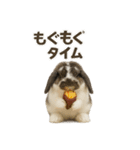 うさンプ:mochi（秋・ハロウィン）（個別スタンプ：5）