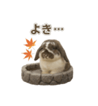 うさンプ:mochi（秋・ハロウィン）（個別スタンプ：8）