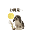 うさンプ:mochi（秋・ハロウィン）（個別スタンプ：9）