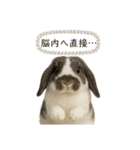 うさンプ:mochi（秋・ハロウィン）（個別スタンプ：14）