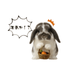 うさンプ:mochi（秋・ハロウィン）（個別スタンプ：15）