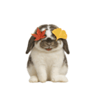 うさンプ:mochi（秋・ハロウィン）（個別スタンプ：18）