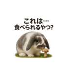 うさンプ:mochi（秋・ハロウィン）（個別スタンプ：21）