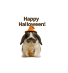 うさンプ:mochi（秋・ハロウィン）（個別スタンプ：24）