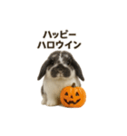うさンプ:mochi（秋・ハロウィン）（個別スタンプ：25）