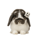 うさンプ:mochi（秋・ハロウィン）（個別スタンプ：40）