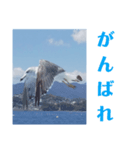 真鶴港発カモメのスタンプPART2.5（個別スタンプ：1）