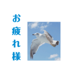 真鶴港発カモメのスタンプPART2.5（個別スタンプ：2）