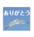 真鶴港発カモメのスタンプPART2.5（個別スタンプ：3）