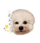 ビションプーのうに（個別スタンプ：2）