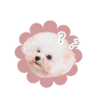ビションプーのうに（個別スタンプ：4）