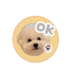 ビションプーのうに（個別スタンプ：8）