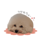 ビションプーのうに（個別スタンプ：12）