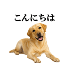 ラブラドールレトリバー★毎日使える敬語（個別スタンプ：2）