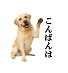 ラブラドールレトリバー★毎日使える敬語（個別スタンプ：3）