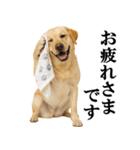 ラブラドールレトリバー★毎日使える敬語（個別スタンプ：4）
