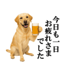 ラブラドールレトリバー★毎日使える敬語（個別スタンプ：5）