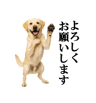 ラブラドールレトリバー★毎日使える敬語（個別スタンプ：6）