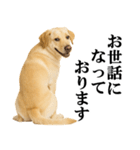ラブラドールレトリバー★毎日使える敬語（個別スタンプ：9）