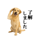 ラブラドールレトリバー★毎日使える敬語（個別スタンプ：10）