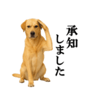 ラブラドールレトリバー★毎日使える敬語（個別スタンプ：11）