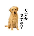 ラブラドールレトリバー★毎日使える敬語（個別スタンプ：12）