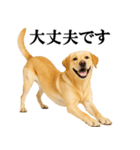 ラブラドールレトリバー★毎日使える敬語（個別スタンプ：13）