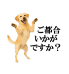 ラブラドールレトリバー★毎日使える敬語（個別スタンプ：14）