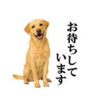 ラブラドールレトリバー★毎日使える敬語（個別スタンプ：15）