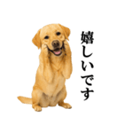 ラブラドールレトリバー★毎日使える敬語（個別スタンプ：17）