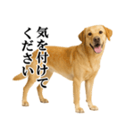 ラブラドールレトリバー★毎日使える敬語（個別スタンプ：18）