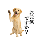 ラブラドールレトリバー★毎日使える敬語（個別スタンプ：20）