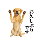 ラブラドールレトリバー★毎日使える敬語（個別スタンプ：21）