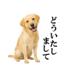 ラブラドールレトリバー★毎日使える敬語（個別スタンプ：22）