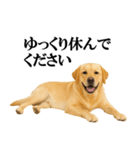 ラブラドールレトリバー★毎日使える敬語（個別スタンプ：25）