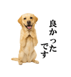 ラブラドールレトリバー★毎日使える敬語（個別スタンプ：26）
