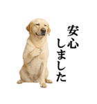 ラブラドールレトリバー★毎日使える敬語（個別スタンプ：27）