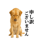 ラブラドールレトリバー★毎日使える敬語（個別スタンプ：28）